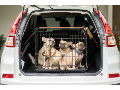 Crate Training French Bulldogs: Your Ultimate Guide to a Blissful Home Life